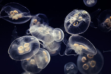 大量果冻鱼漂浮在水中生物潜水息肉触手海洋生物学海洋生物动物蓝色海蜇图片