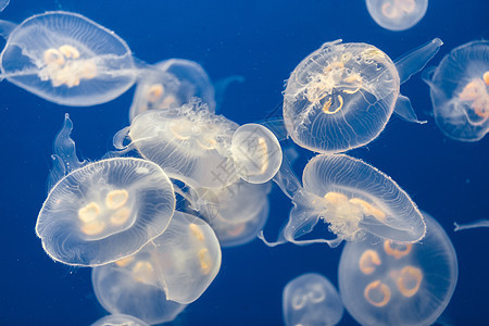 大量果冻鱼漂浮在水中潜水生物生活动物生物学海洋生物蓝色海洋辉光海蜇图片