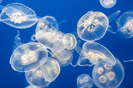 大量果冻鱼漂浮在水中生物辉光动物息肉白色海洋蓝色海蜇触手生活图片