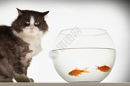 猫坐落在两条金鱼的鱼卵上动物影棚危险贪婪游泳家畜时间宠物鱼缸诱惑图片
