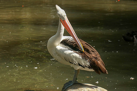 美丽的白在澳洲Adelaide公园清洗羽毛 大水鸟在阳光明媚的夏天休息公园环境野生动物荒野海鸟翅膀鸟类池塘水鸟游泳图片