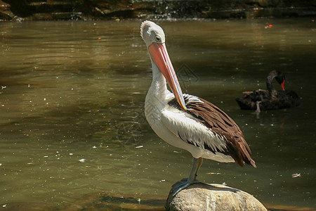 美丽的白在澳洲Adelaide公园清洗羽毛 大水鸟在阳光明媚的夏天休息太阳鸟类野生动物池塘荒野游泳环境海鸟公园旅行图片