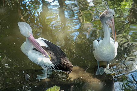 美丽的白在澳洲Adelaide公园清洗羽毛 大水鸟在阳光明媚的夏天休息摄影水鸟旅行海鸟荒野公园野生动物条纹池塘太阳图片