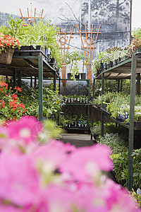 花园中心货架上的植物本生意苗圃商店吊篮店铺零售盆栽花朵生长架子图片