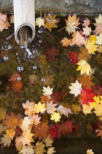 从竹管流出的水 在水面上含秋叶树叶洗手盆竹勺水滴文化水管高山枫树图片