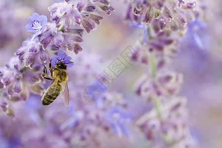 紫花上的蜜蜂照片花蜜植物学实物昆虫宏观翅膀植物花瓣草本植物动物图片