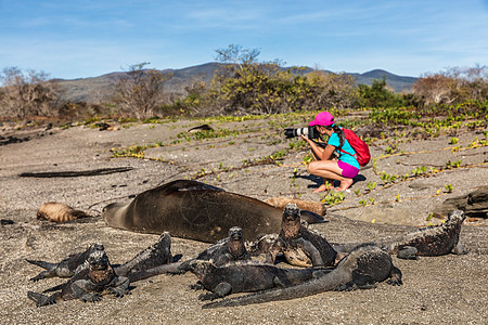 加拉帕戈斯群岛的野生动物自然摄影师游客看着加拉帕戈斯海狮和海鬣蜥在加拉帕戈斯冒险旅行度假 埃加斯港 埃加斯港 圣地亚哥岛厄瓜多尔图片