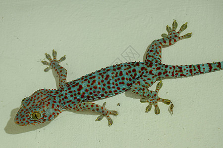 软性有选择性地聚焦于Kay Gecko 在混凝土墙上刺洞 谷状纹理背景 大成年人Gekko Gecko带橙色斑点眼睛宏观裂缝身体图片