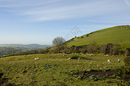 爱尔兰肉类郡 羊群放牧和后山丘草地动物哺乳动物灌木天空爬坡家养田园树木农业图片