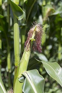 田间玉米种植的细茎粮食书钉成长灌溉主食食品植物谷物场地食物图片