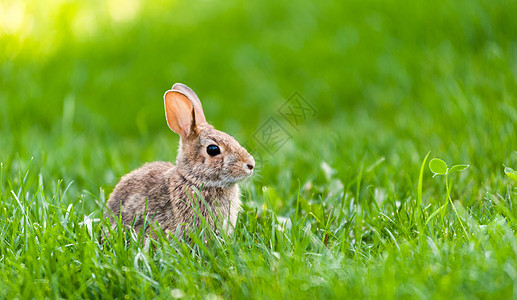 关注绿色草地的小野兔图片