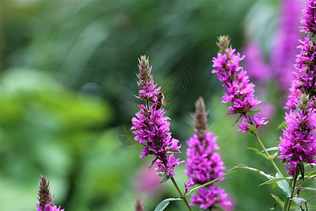 青绿模糊背景的花朵上的小蜜蜂环境蜂蜜紫色植物群植物昆虫花粉环保野生动物动物图片
