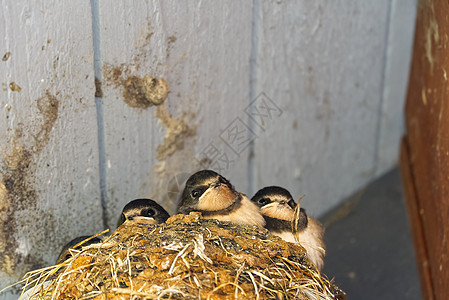 在木屋顶的巢里吞下小鸡 复制空间 有选择的焦点图片