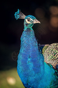 美丽的多彩孔雀眼睛羽毛野生动物活力野鸡热带动物园仪式男性白色图片
