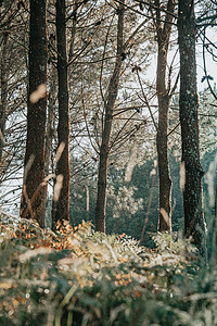 森林上树木的近密处图片