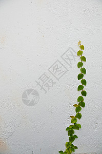 植物生长在白墙上白色图片
