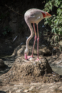长腿长腿的火烈鸟食者长颈候鸟羽毛翼羽生物石质浮游粉色绿色图片