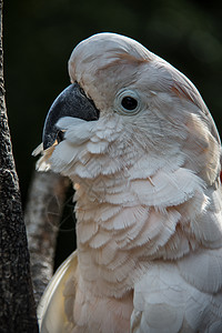 蟑螂坐在树上脊椎动物浆果鸟类羽毛坚果凤头食者演讲鹦鹉白色图片