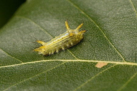 绿角毛毛虫在叶子上微距害虫幼虫毛虫摄影动物图片
