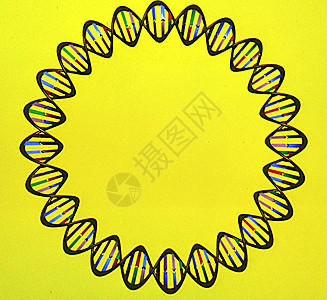 具有螺旋线和底对的遗传物质DNA遗产科学质粒黄色域名螺旋系统图片