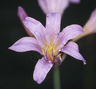 紫花朵的蜘蛛百合挺花植物粉色家族花朵黄色草药雄蕊图片