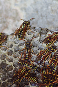 有黄蜂的黄蜂巢坐它 黄蜂警察 被采取特写镜头的黄蜂家庭的巢野生动物骨骼化合物宏观蜜蜂昆虫荒野危险捕食者蛴螬图片