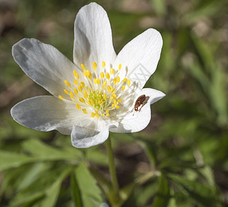 特写美丽完美的白木海葵花 带小甲虫的银莲花 有选择的焦点 散景 春天的花卉背景图片