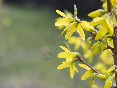 特写大花垂枝连翘或金钟花连翘 有选择的焦点 绿色散景背景黄色金铃花园宏观园艺花朵蓝色季节植物衬套图片