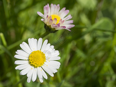 粉红的花朵和有绿色布基背景的白花瓣 选择性聚焦点图片