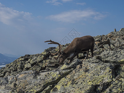 特写可爱的雄性驯鹿轮廓视图 从山顶下来 瑞典斯堪的纳维亚北部拉普兰自然环境中的野生动物 夏天 积雪的峰顶和蓝天背景蓝色国家男性环图片