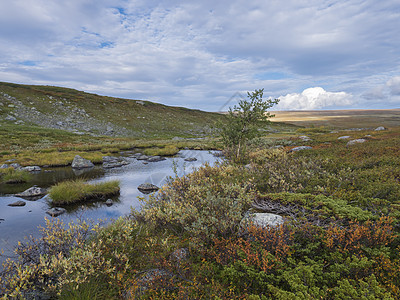 在瑞典Saltoluokta附近的Kungsleden徒步小路 有小池塘 石头块 秋色灌木 白树 草和山丘的拉普兰景观 蓝天白云图片