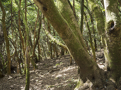 Laurel森林劳里西尔瓦雨林 古老的枯草树在阿纳加山根上缠绕着 长长的西班牙金丝雀岛 天然背景树干保护自然叶子荒野石头假期原始图片