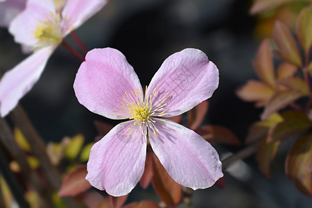 克莱马蒂斯富兰特之春植物香泉叶子绿色花园植物学粉色图片