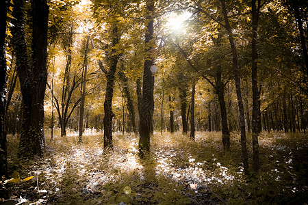 人工林背景墙纸生活落叶植物群植物季节魔法太阳生态图片