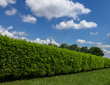 与天空对立公园植物绿色修枝灌木丛园艺植物学修剪衬套树篱图片