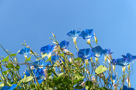 清晨花朵 蓝色天空喇叭花植物群园艺公园番薯植物学植物蓝花藤蔓叶子背景图片