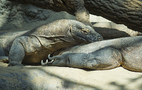 特写科莫多龙躺着和休息的肖像 也被称为科莫多监视器 是在印度尼西亚科莫多岛 选择性聚焦 复制空间中发现的一种大型蜥蜴巨蜥爬虫皮肤图片