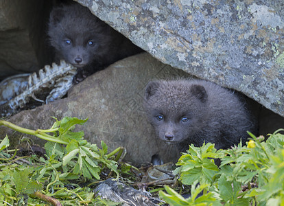 两只玩耍的北极狐幼狐熊狐狸 从他们的巢穴中 绿草地前方 在冰岛西码头自然保护区的夏季 选择重点花朵野生动物栖息地婴儿狐狸哺乳动物图片