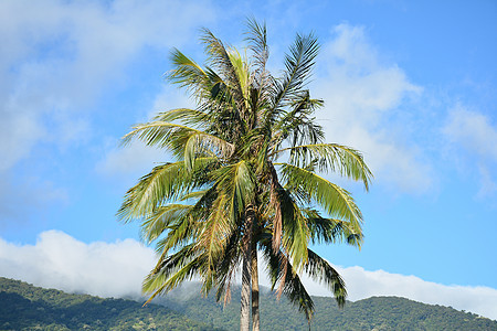 有叶果的椰子树植物果汁热带可可绿色生长叶子水果椰子树叶图片