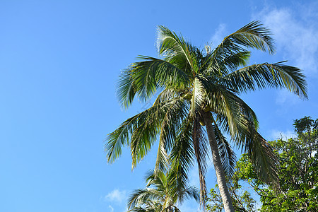 有叶果的椰子树树叶椰子植物生长果汁可可热带绿色叶子水果图片