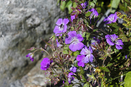 美丽的草地花 紫色的翡翠 夏季风景 海默达 布斯克鲁德 挪威花园宏观植物群花瓣野花植物昆虫场地生长艺人图片