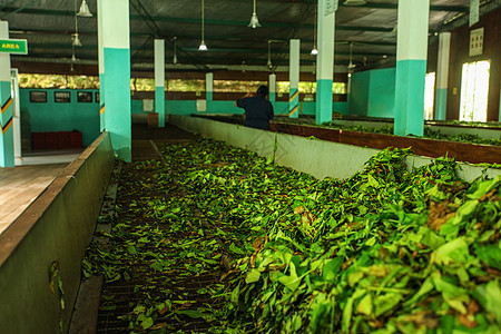 黑茶叶的详情 在茶叶厂里被烘干图片