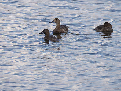 特写三只年轻的野鸭 wingeon 年长的鸭子 鸭嘴兽 自然之美 春天的时候 鸟儿在蓝色的湖面上游泳 复制空间荒野高清图片素材
