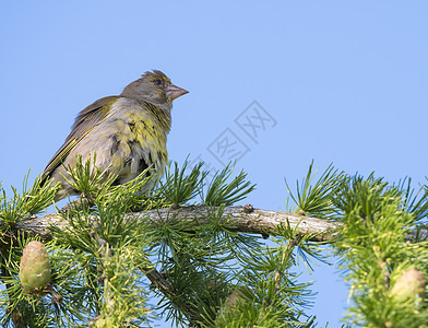 特写雌性欧洲绿雀坐在落叶松树的树枝上 是雀科燕雀科的一种小型雀形目鸟类 蓝天背景图片