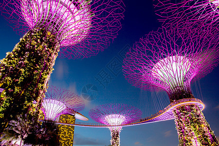 新加坡  2017年8月26日 海边花园的超级树城市技术建筑风景建筑学游客公园花园地标景观图片