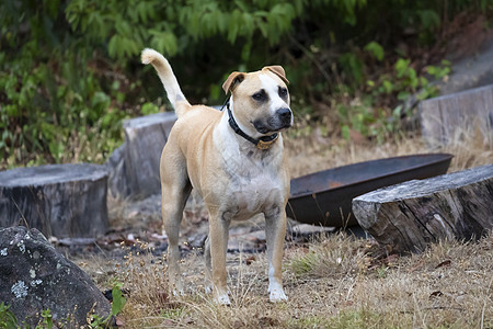 花园里一只棕白短毛狗杂草胡须院子犬类鼻子绿色衣领树桩眼睛白色图片