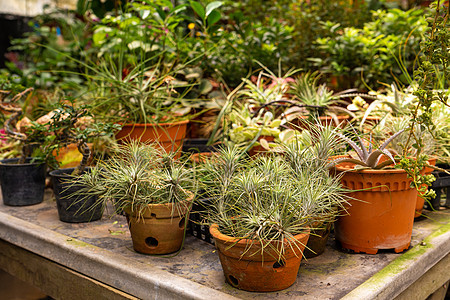 花店和植物店里叶子树栽培植物学园艺植物群异国烘干热带花园情调风格图片