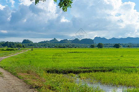 亚洲美丽的自然景观 绿色稻田和山岳的景象 笑声爬坡天空热带草地生态蓝色地球季节农村植物图片