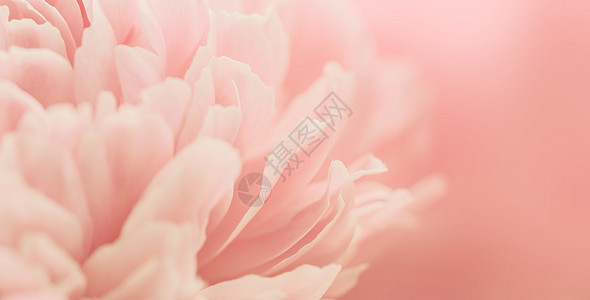 焦点模糊的粉粉花瓣红色白色背景婚礼粉红色植物群黄色粉色背景图片