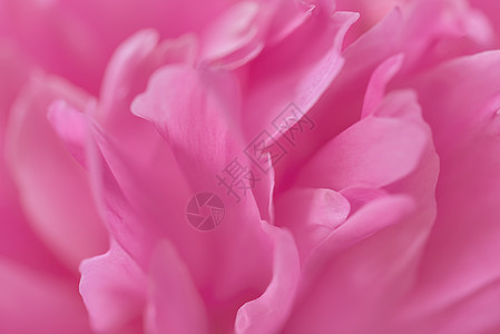 焦点模糊的粉粉花瓣背景红色粉色白色粉红色玫瑰背景图片